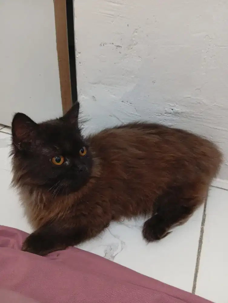 Munchkin long hair