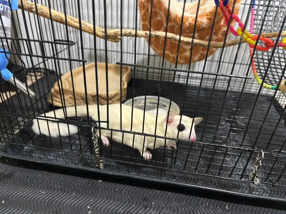 Sugar glider Leuciwtic Betina 7 bln fullset kandang & perlengkapan nya