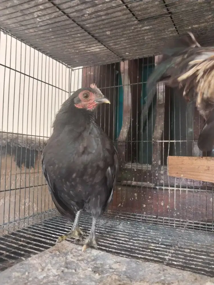 Ayam Kate Betina Hitam Polos