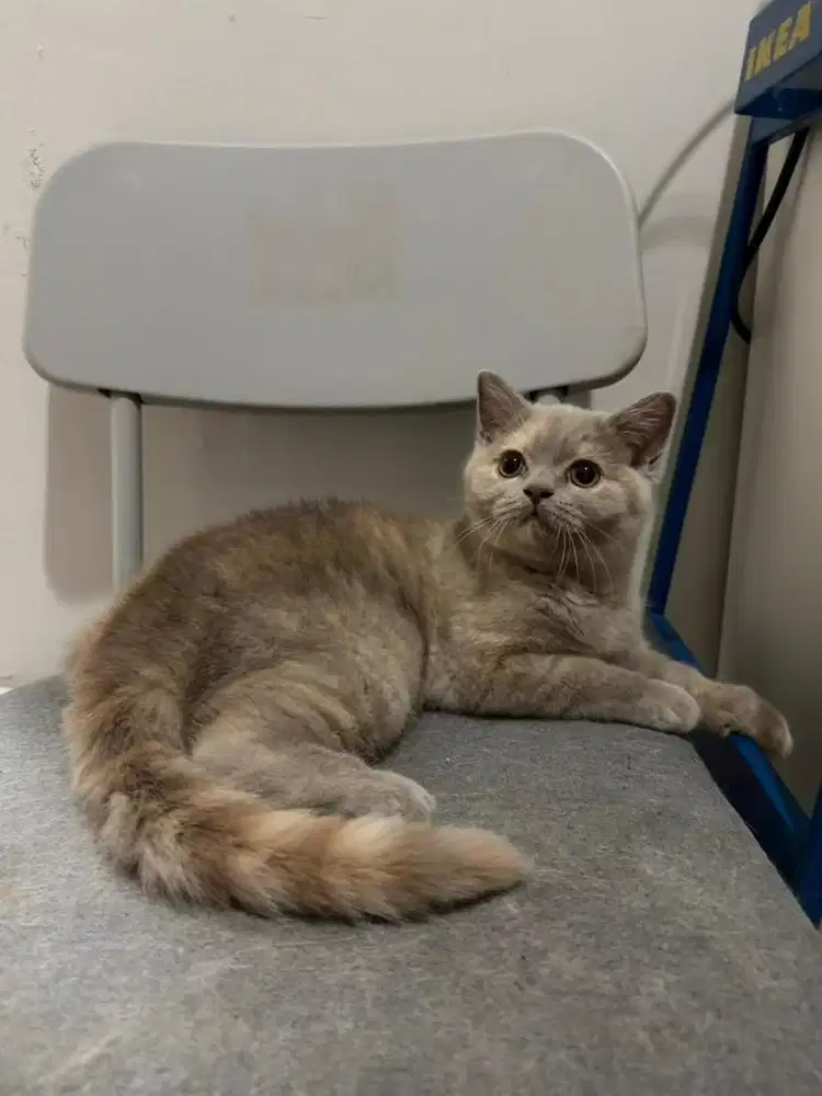 British shorthair Lilac tortie Betina bsh kucing female