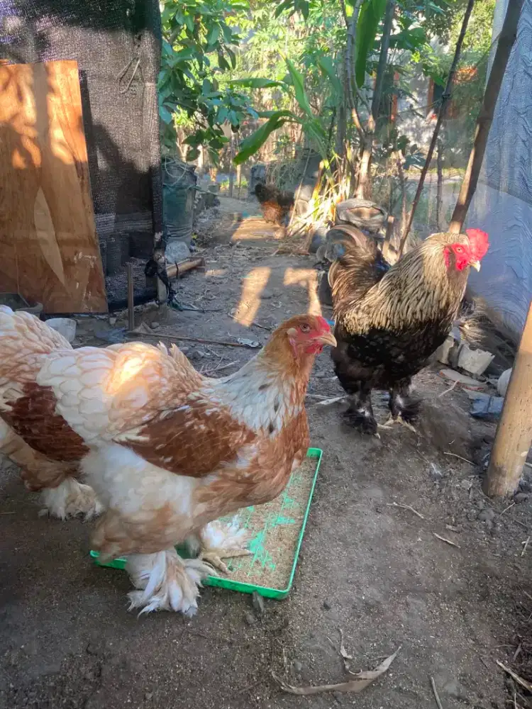 ayam brahma induk sepasang