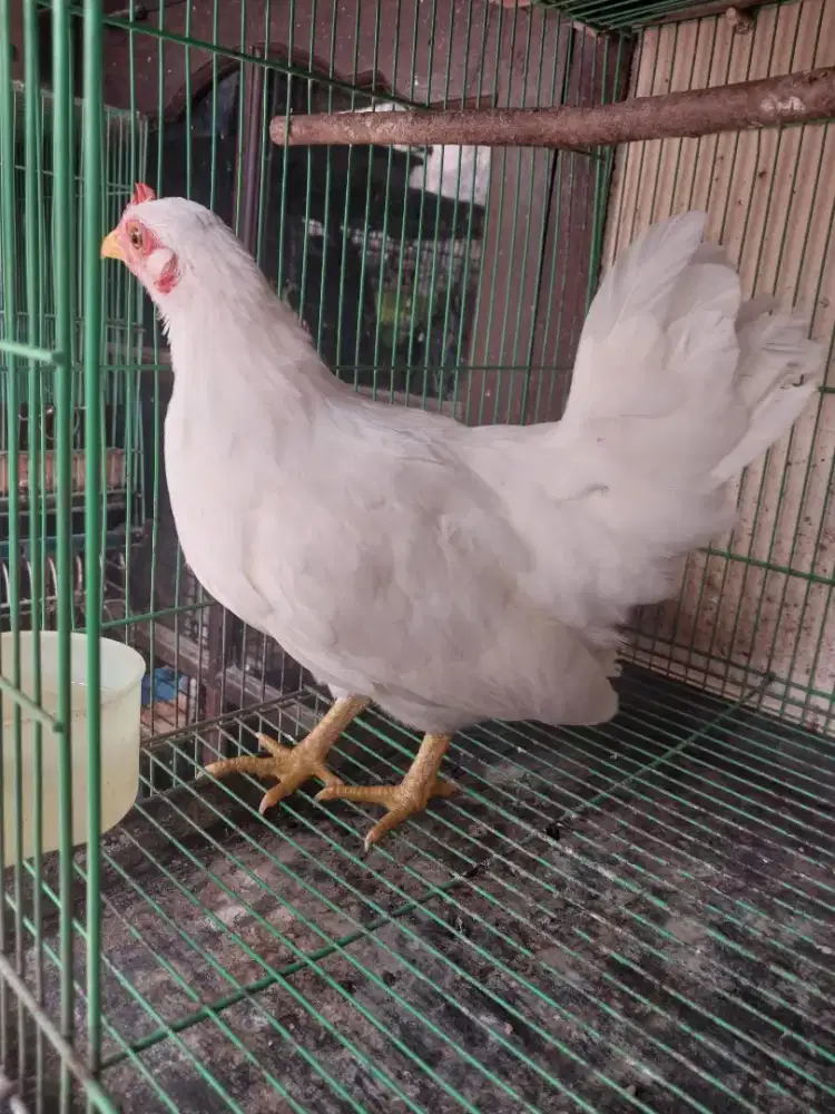 Ayam Kate Muda Betina Putih