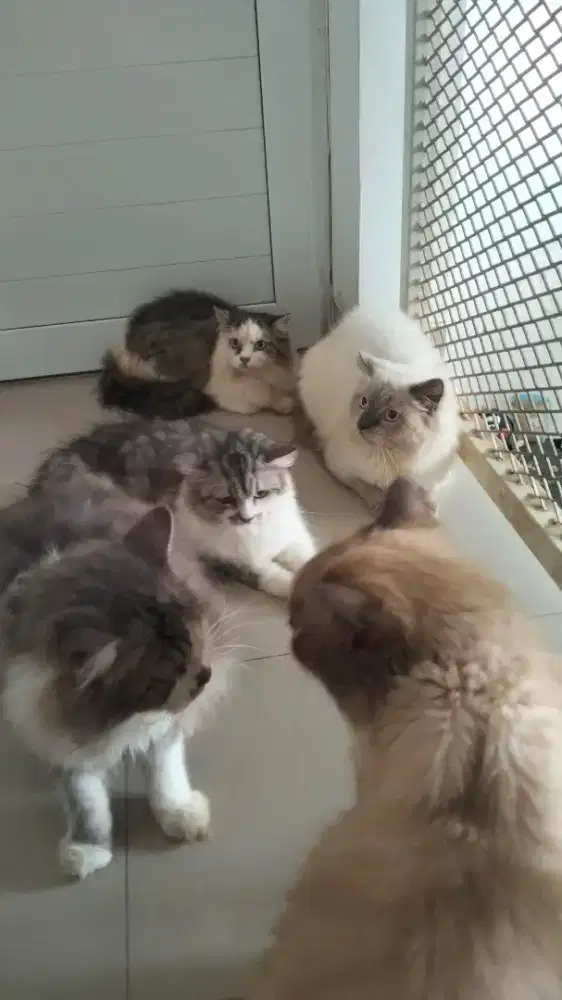 kucing anggora dan Persia