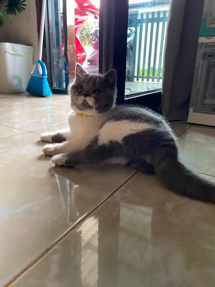 Kucing Britis Shot Hair