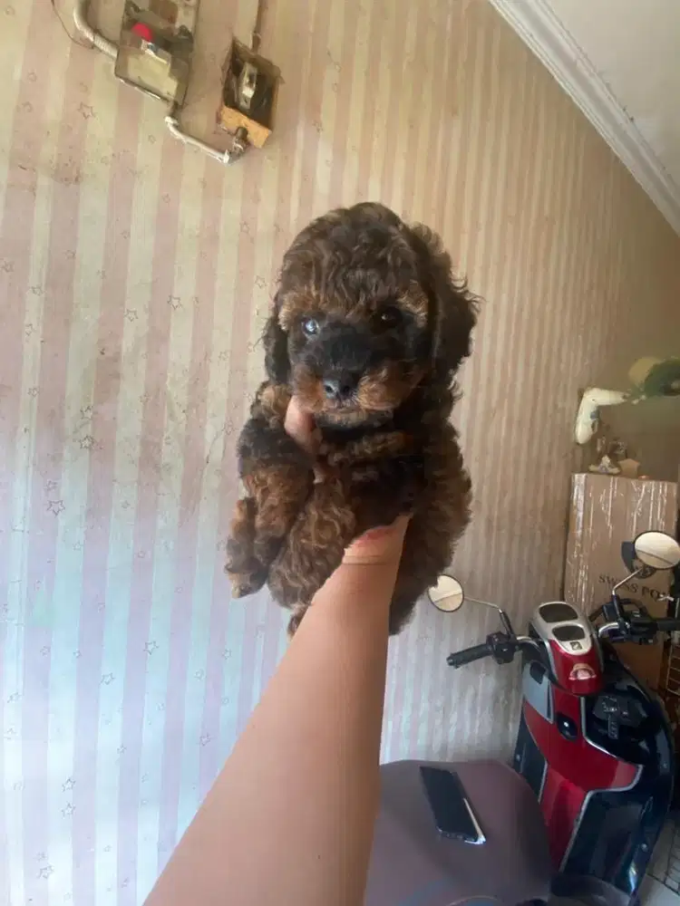 Toy poodle jantan