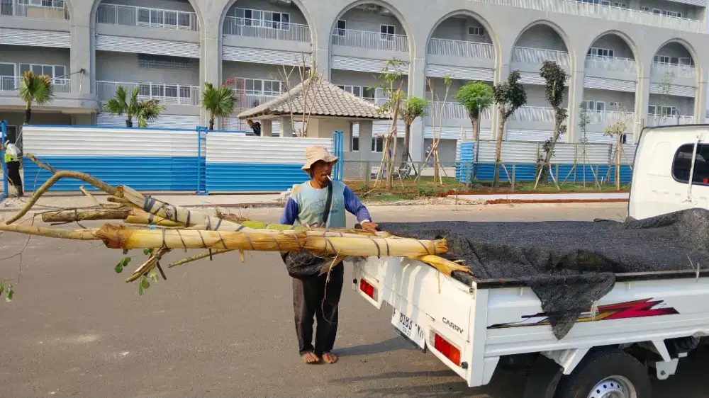 Tanaman Sonokeling Tinggi 3,5 meter
