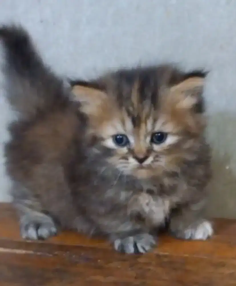 Kitten munchkin betina