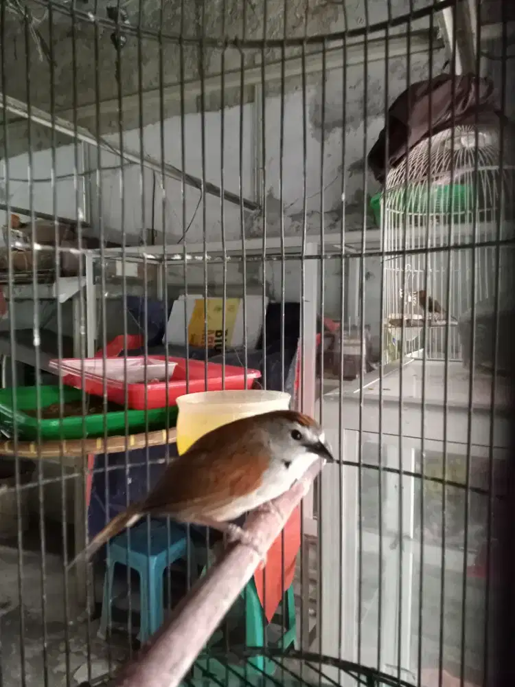 Burung Tepus perak