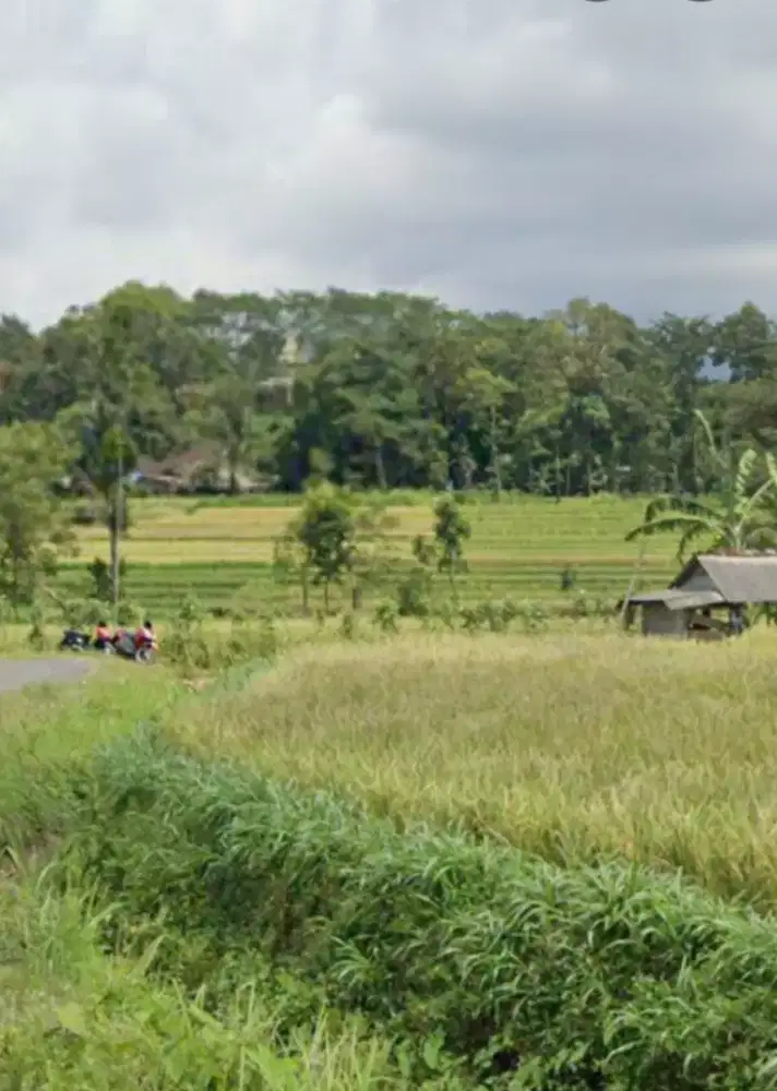 Murah Di Jual Tanah Sawah Lt 5651m, di Kelet Ploso, Strategis, Pemilik