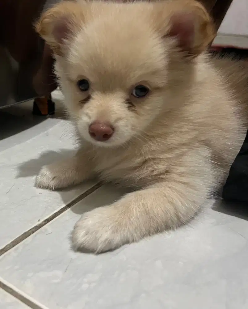 mini pom 2 bulan