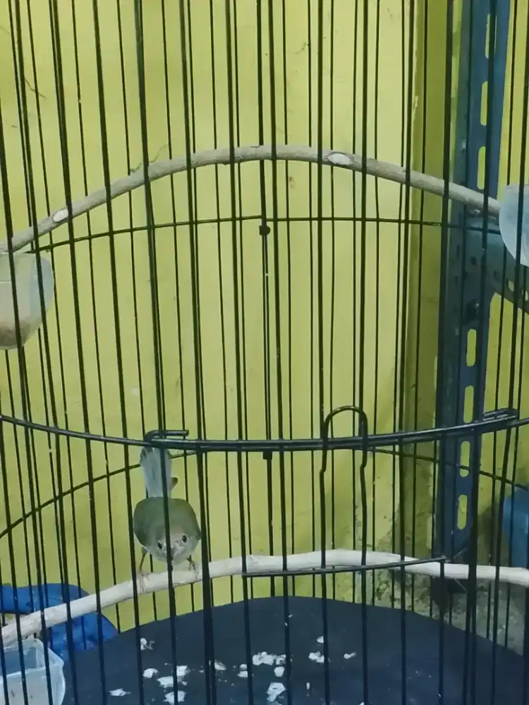 Perenjak atas betina rajin