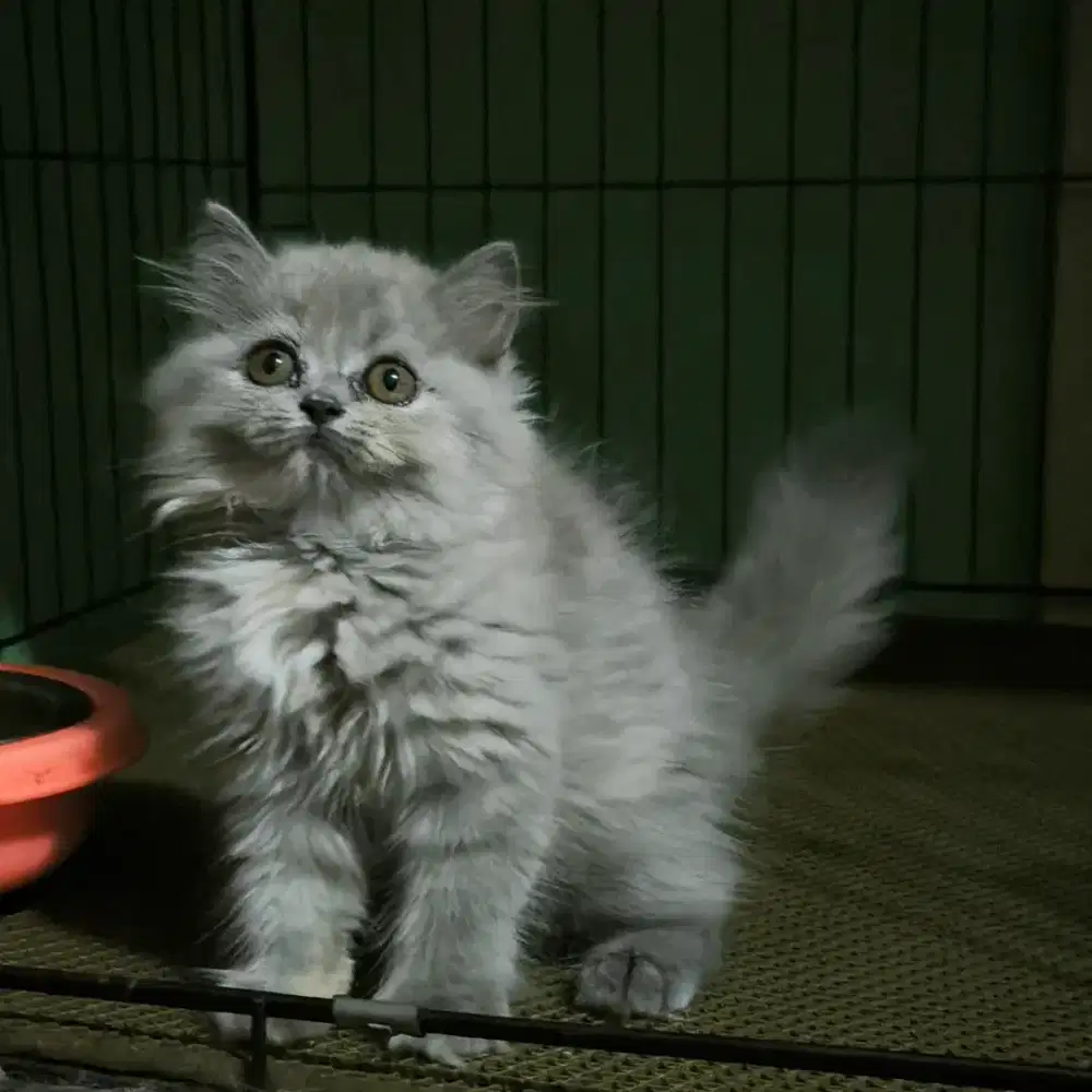 kucing kitten persia flatnose