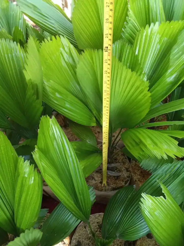 Tanaman palem Kol