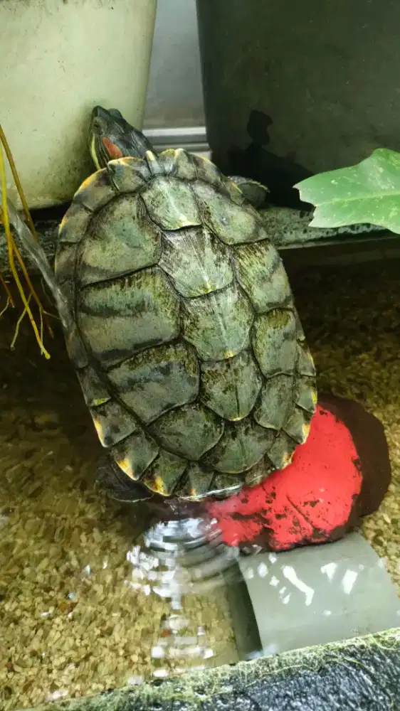 Pet kesayangan Kura Kura