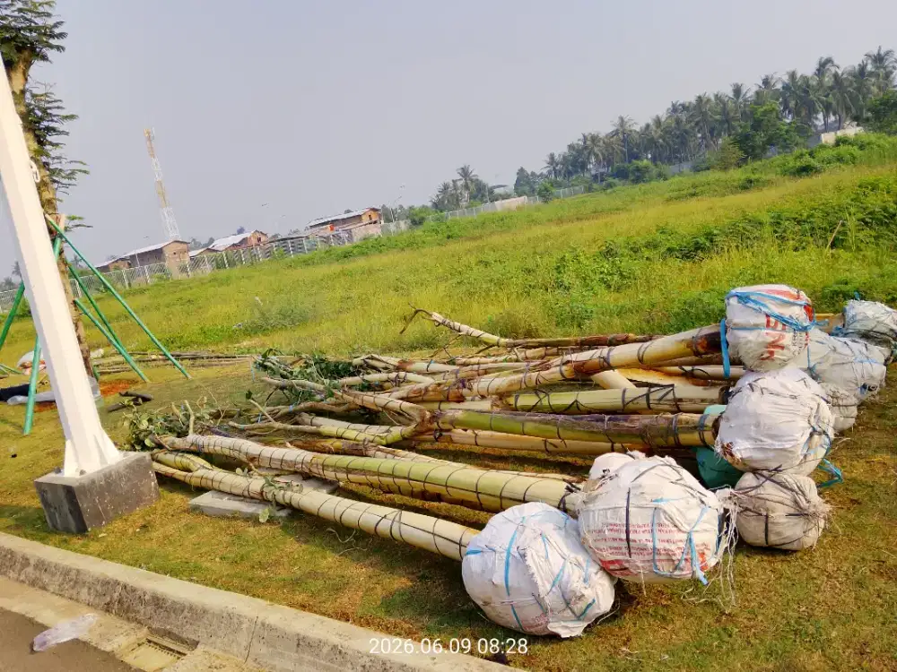 Tanaman Sonokeling Tinggi 3.5 meter