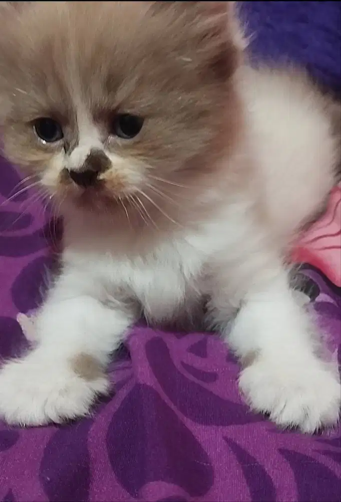 La adopsi kitten cwe