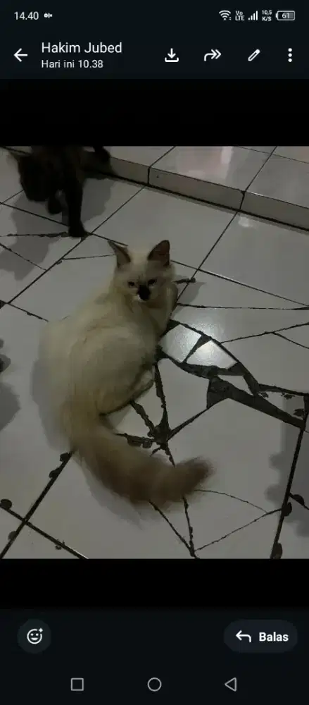 kucing persia medium 6 bln jantan