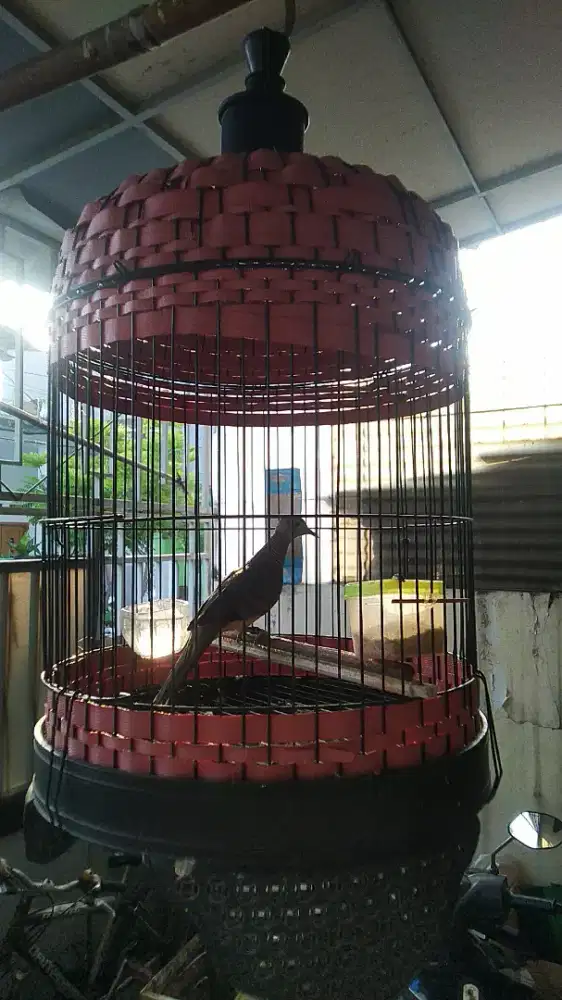 Perkutut lokal rawatan sdh jinak tdk geladakan udah rajin +kandang
