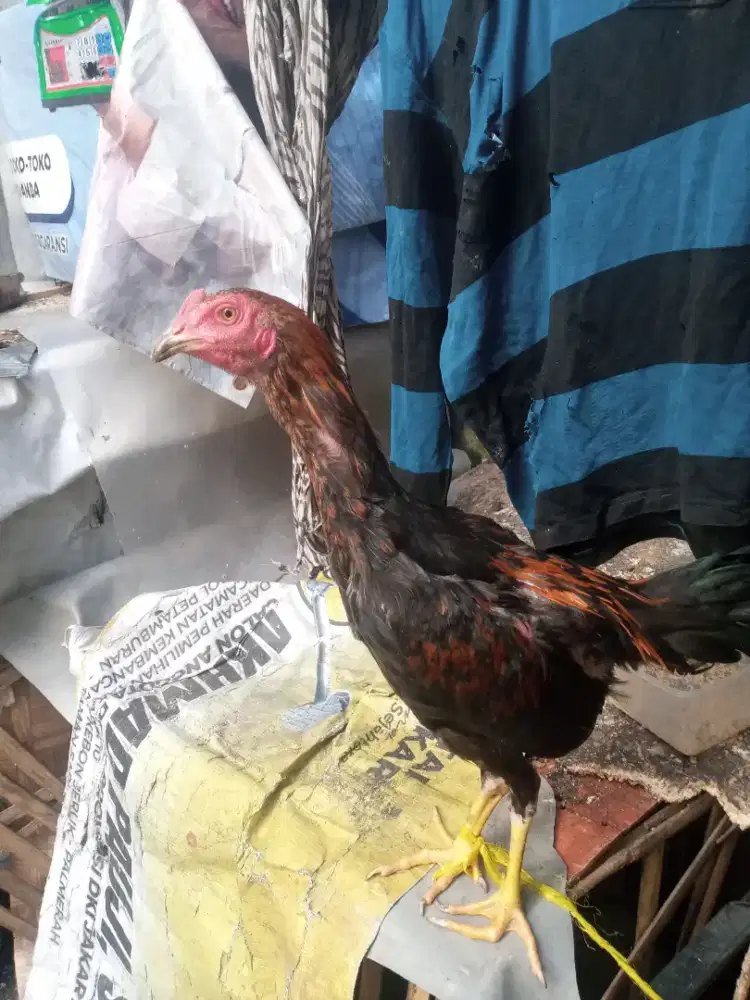 Ayam bangkok muda