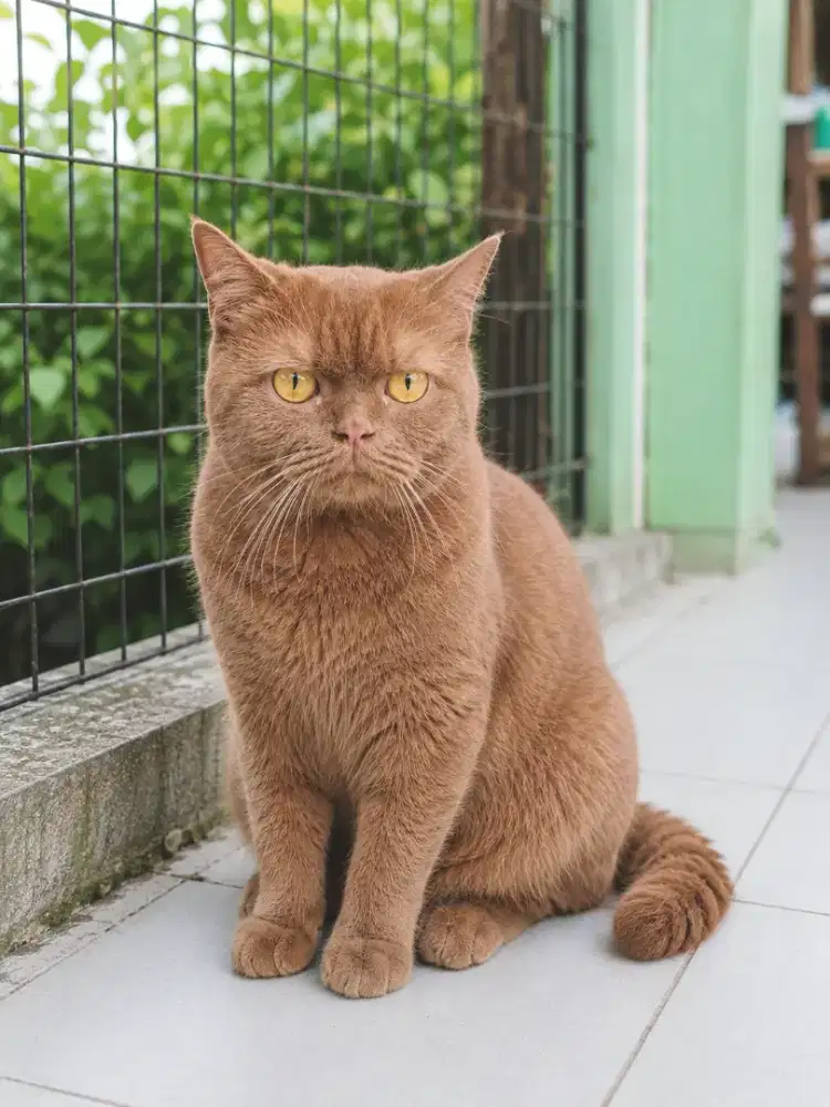 British shorthair cinamon betina 14 bulan hamil