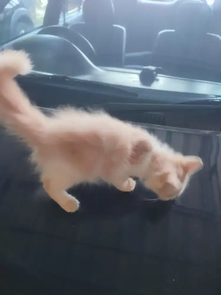 Kitten persia umur 3 bln