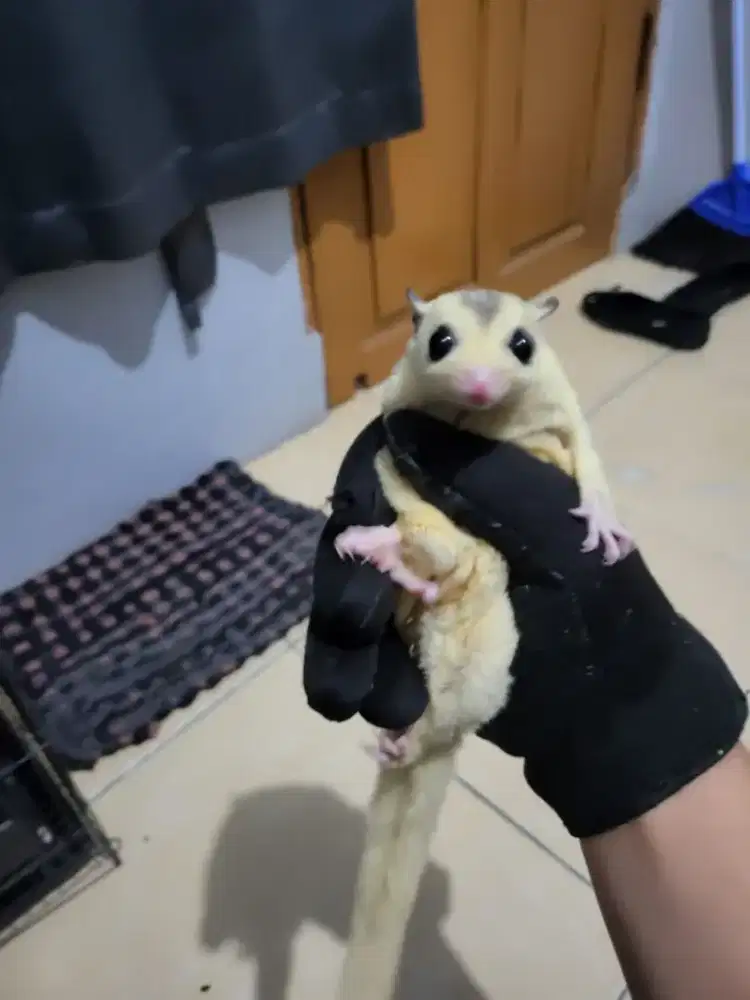 Sugar glider akur