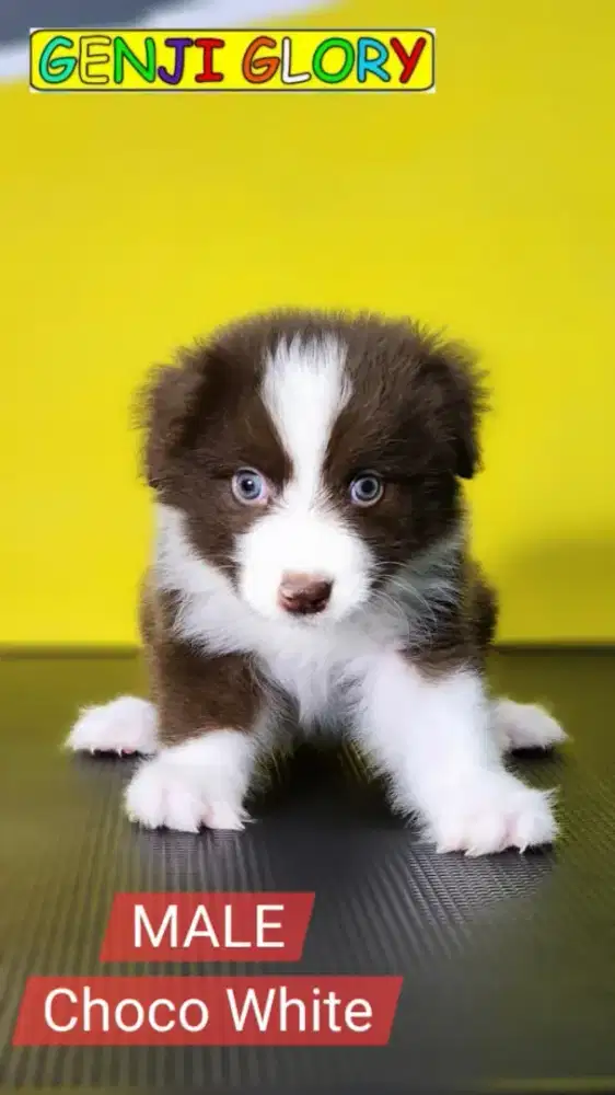 Jual Puppies Border Collie Red Merle Betina