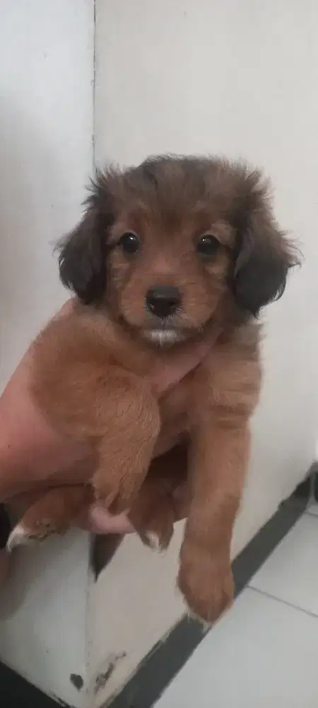 Anak anjing poodle mix superminipom