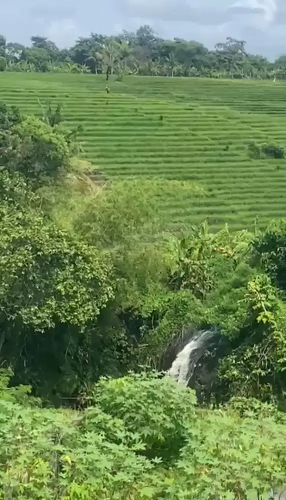 TANAH 18,95 ARE GREEN LOT VIEW SAWAH JLN 10m 585 JT  MURAH