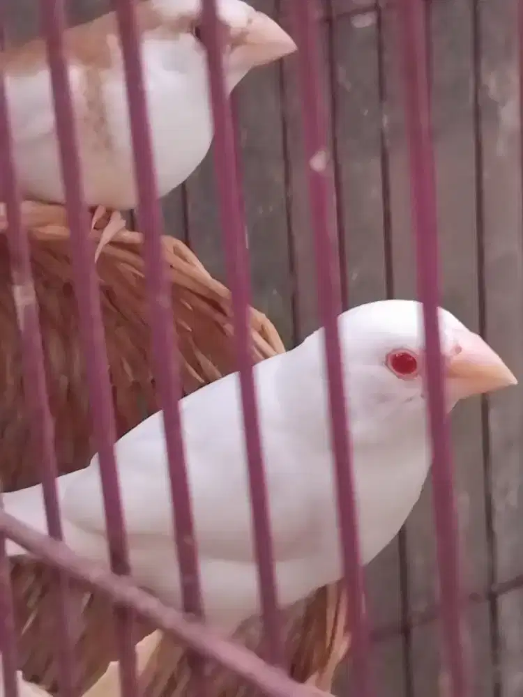 Dijual Burung Emprit Jepang