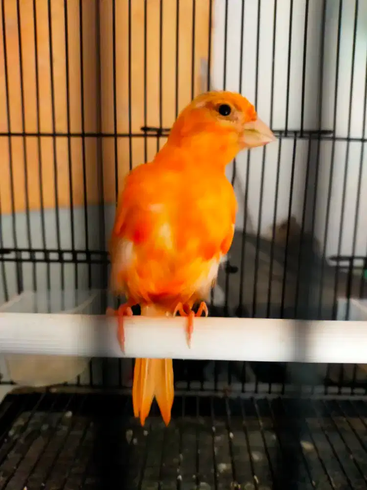 Burung kenari merok paud/anak jantan