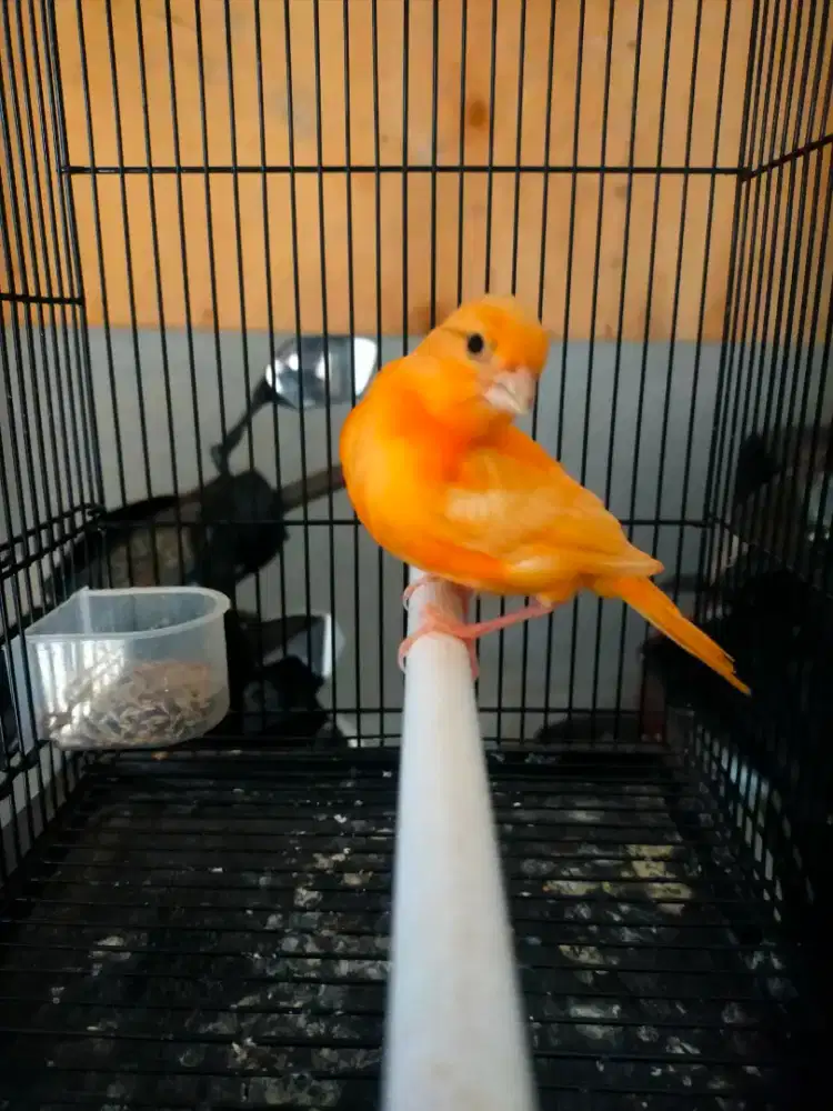Burung kenari merlok anak jantan