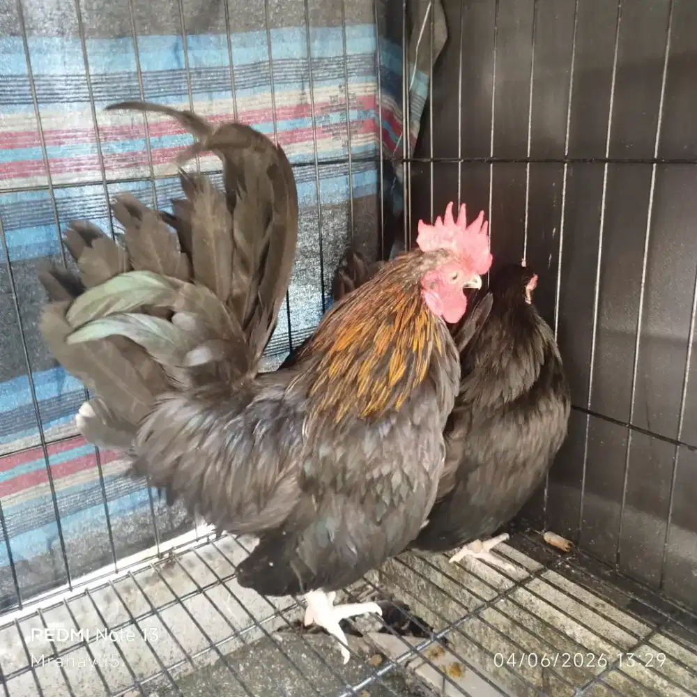 Ayam Kate jantan dewasa