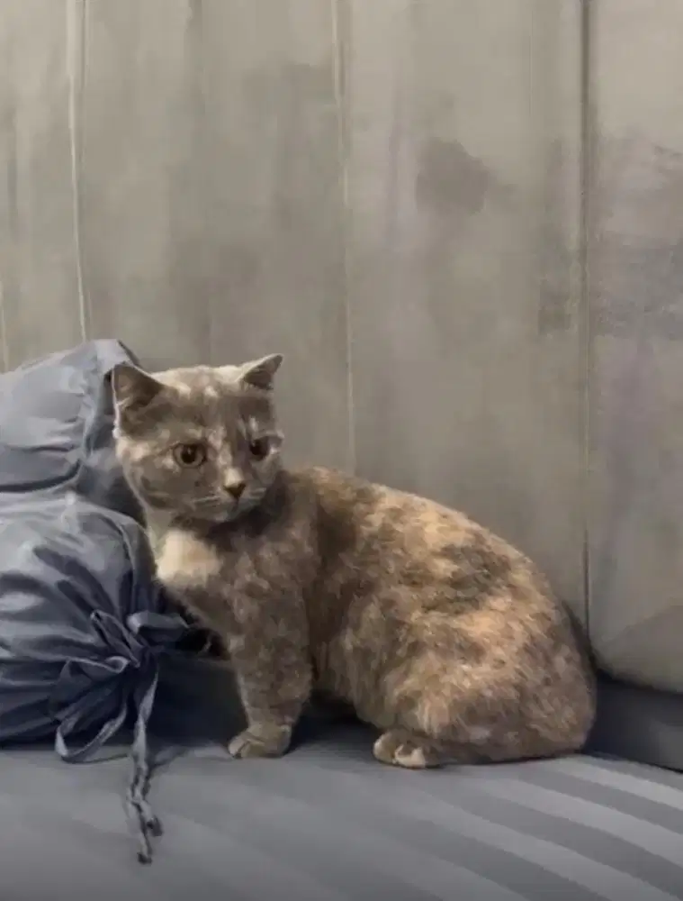 BSH munchkin fold