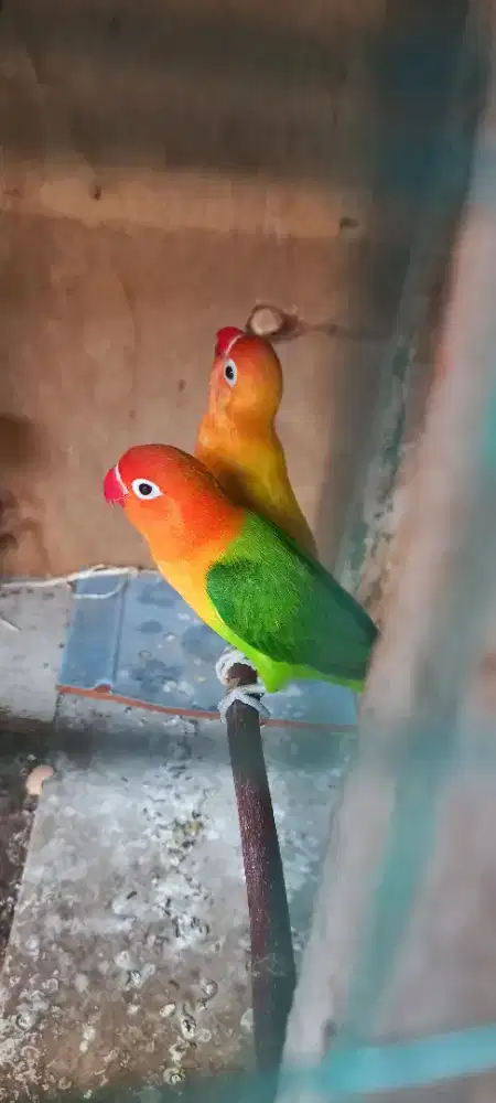 Lovebird pasangan mapan