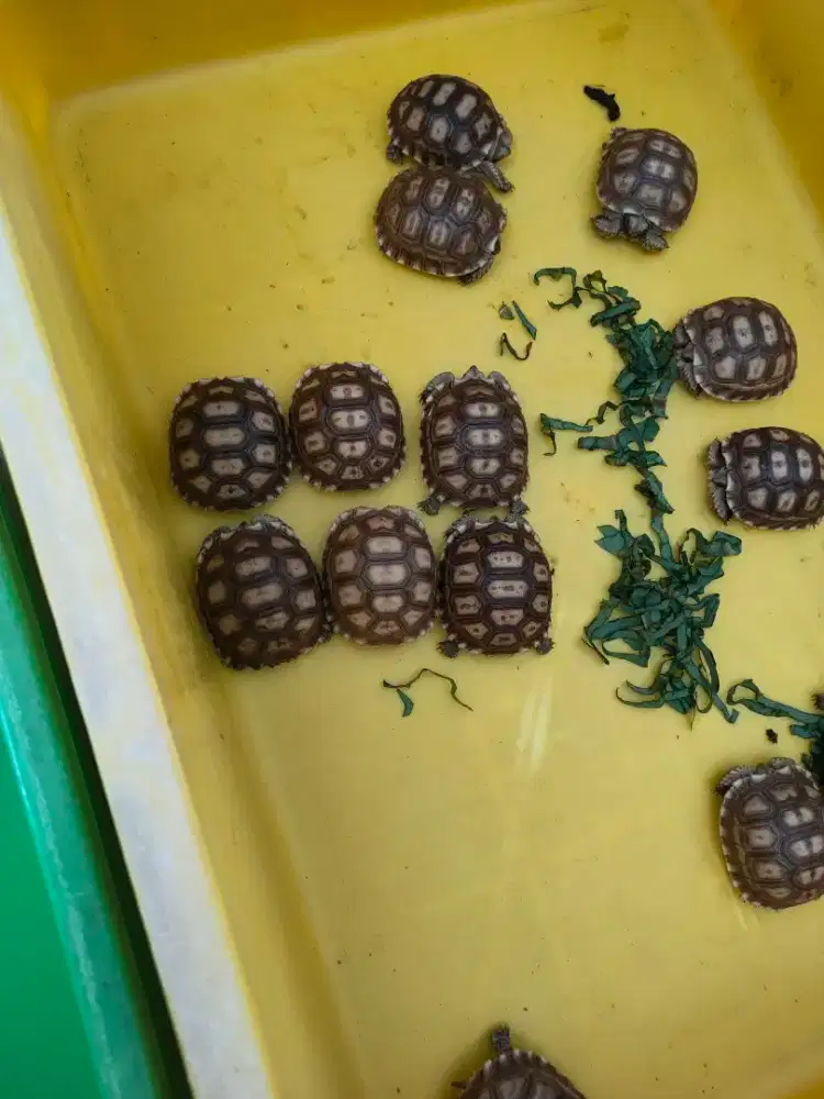 sulcata 6,5cm mulus no minus, sehat walafiat