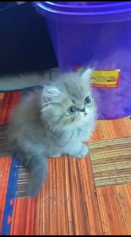KITTEN PERSIA PEAKNOSE