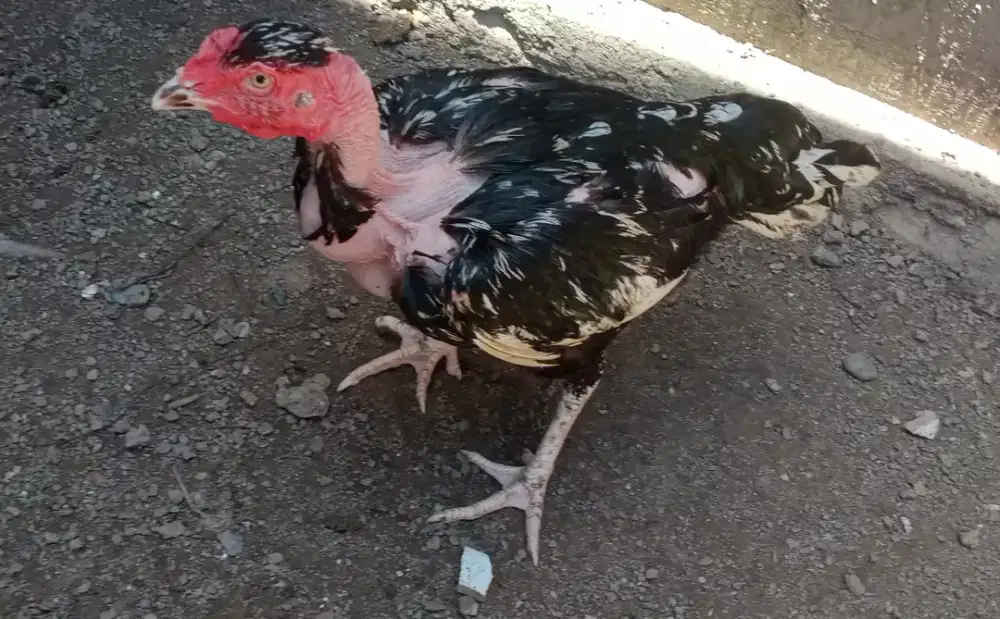 Jual indukan ayam sagin dn dua ekor ankny
