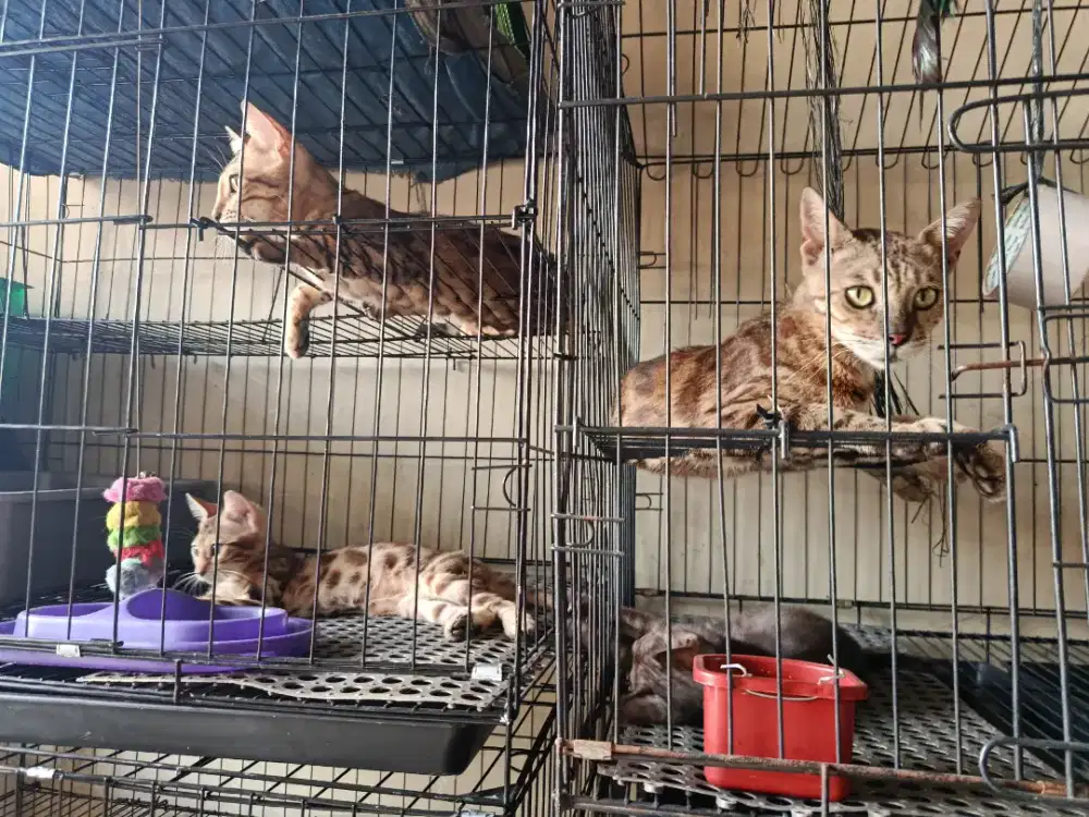 Anakan kucing belang ( silver ,mekanistic )
