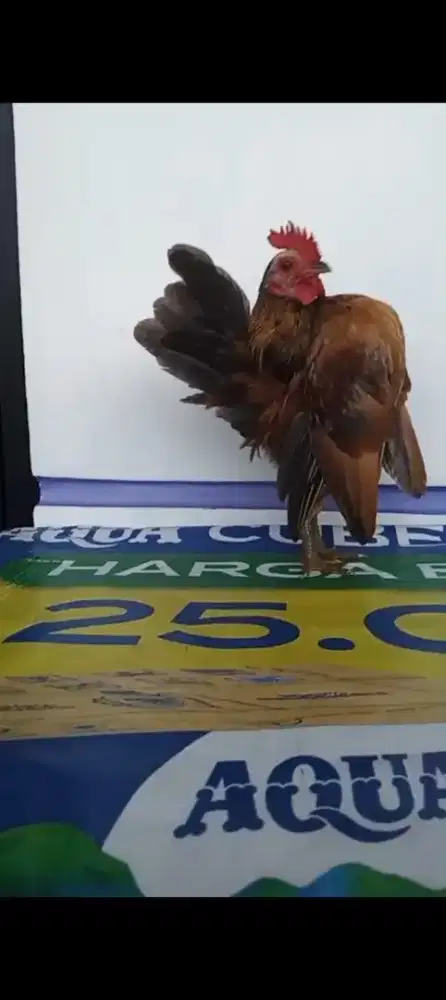 Ayam Serama spek idaman