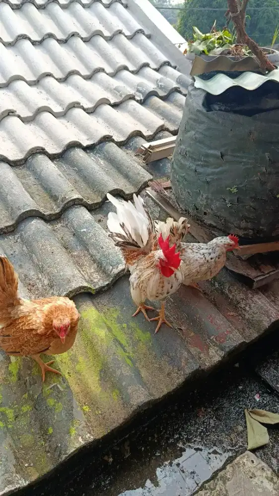 ayam kate serama