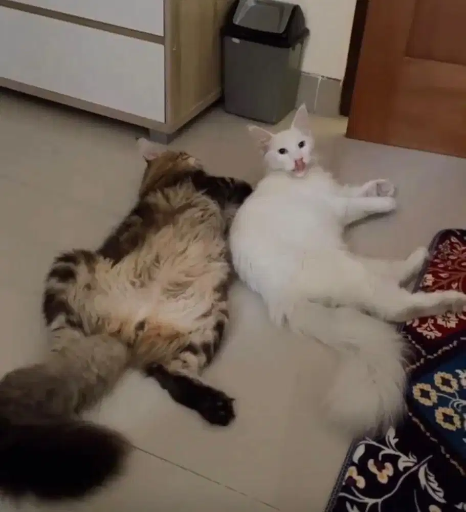 KUCING MAINCOON dan KANDANG 2 TINGKAT