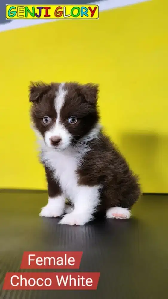 Jual Puppies Border Collie Red Merle Jantan