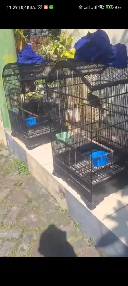 Burung cucak rowo