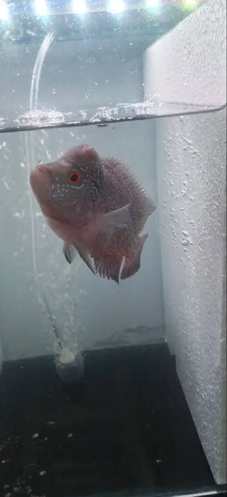 ikan louha 3 jari