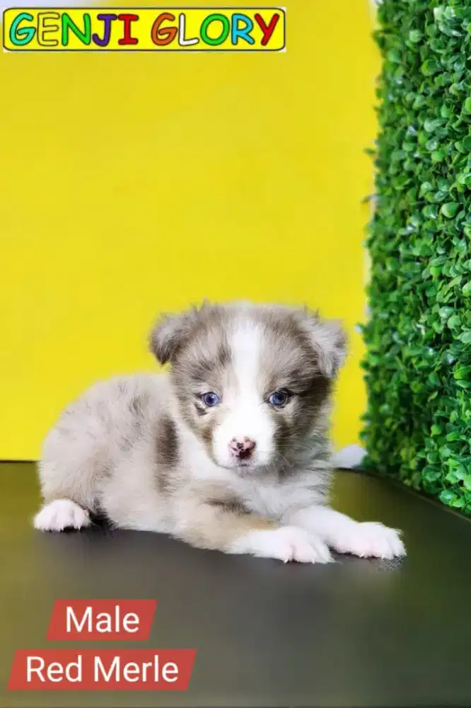Jual Puppies Border Collie Choco White Betina