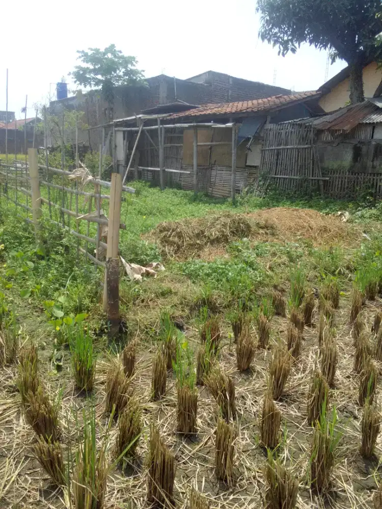 Tanah ukuran paforit jarang ada 4,5 tumbak atau 63 mtr pertumbak 8 jt.