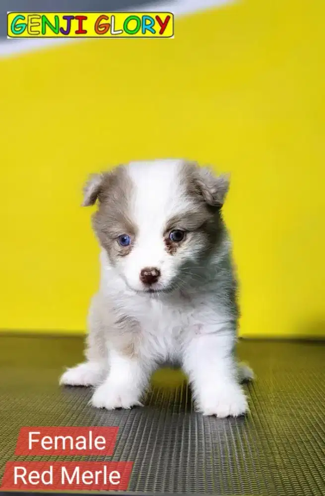 Jual Puppies Border Collie Choco White Jantan