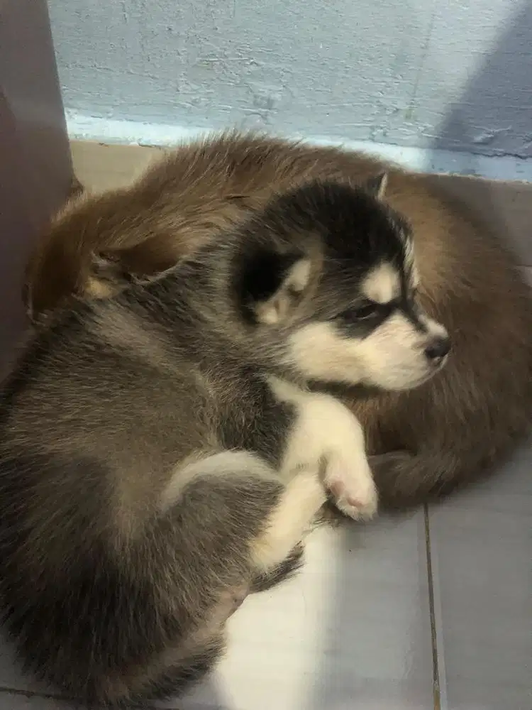 Pure husky good condition