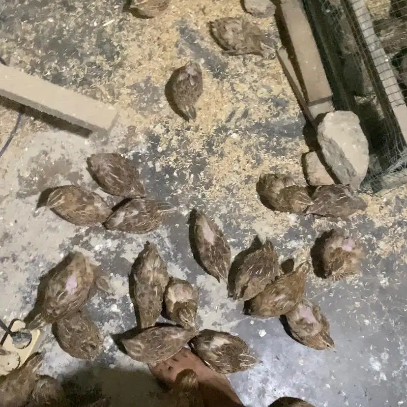 BURUNG PUYUH USIA 3 BULAN